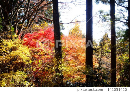 【神奈川縣】秋葉樹 【神奈川縣】秋葉樹 141051420