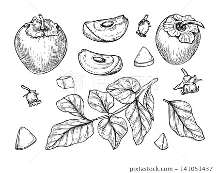 Persimmon set with leaf and slice line art black ink sketch. Ripe fruit ingredient clip art botanical hand drawn illustration. Black and white exotic food for menu design or packaging. Persimmon set with leaf and slice line art black ink sketch. Ripe fruit ingredient clip art botanical hand drawn illustration. Black and white exotic food for menu design or packaging. 141051437