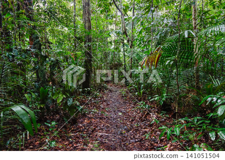 trail opened up in middle of Amazon rainforest. trekking through jungle in Amazonas, Brazil trail opened up in middle of Amazon rainforest. trekking through jungle in Amazonas, Brazil 141051504