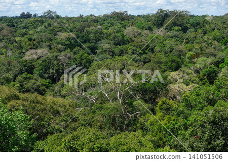 panoramic of beautiful Amazon rainforest in Brazil. pristine and untouched vegetation 141051506