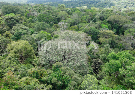immense canopies of lush green trees in Amazon rainforest. Aerial topview 141051508