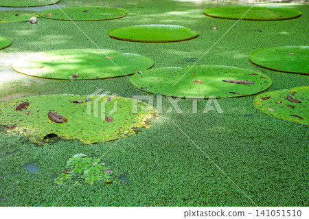 Leaves of Vitoria Regia aquatic plant wild in nature. Victoria amazonica species, largest of lilies, native to tropical rainforest of Amazonas, Brazil Leaves of Vitoria Regia aquatic plant wild in nature. Victoria amazonica species, largest of lilies, native to tropical rainforest of Amazonas, Brazil 141051510