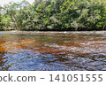 dark river with high level flows during rainy season in Presidente Figueiredo, Amazonas, Brazil. Amazon basin 141051555