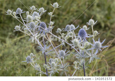 Close-up of a blue eryngo plant with delicate morning dew drops and spider web strands in a blurred meadow. A beautiful wild botanical scene highlighting the intricate textures of this prickly flora Close-up of a blue eryngo plant with delicate morning dew drops and spider web strands in a blurred meadow. A beautiful wild botanical scene highlighting the intricate textures of this prickly flora 141051572