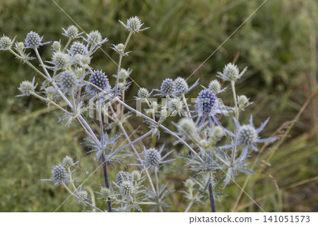 Close-up of a blue eryngo plant with delicate morning dew drops and spider web strands in a blurred meadow. A beautiful wild botanical scene highlighting the intricate textures of this prickly flora Close-up of a blue eryngo plant with delicate morning dew drops and spider web strands in a blurred meadow. A beautiful wild botanical scene highlighting the intricate textures of this prickly flora 141051573