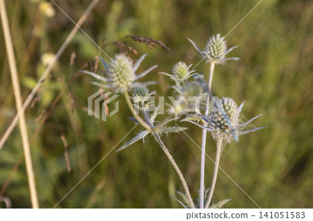 Macro shot of a delicate blue damselfly resting on a prickly eryngo flower head in a summer meadow. A beautiful, peaceful natural scene highlighting the vibrant insect and wild botanical textures. Macro shot of a delicate blue damselfly resting on a prickly eryngo flower head in a summer meadow. A beautiful, peaceful natural scene highlighting the vibrant insect and wild botanical textures. 141051583