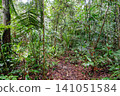 trail opened up in middle of Amazon rainforest. trekking through jungle in Amazonas, Brazil 141051584