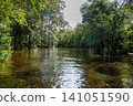 channels formed by overflowing waters of Amazonian rivers during rainy season, north of Brazil 141051590
