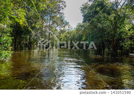 channels formed by overflowing waters of Amazonian rivers during rainy season, north of Brazil 141051590