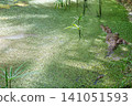 youth alligator on the surface of muddy marshy water 141051593