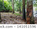 damaged rubber tree trunk oozing latex sap. found in Amazon rainforest in Brazil 141051596