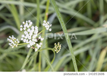 Close-up of white common yarrow flowers (Achillea millefolium) blooming in a natural summer meadow. Tiny delicate blossoms covered with morning dew drops, capturing the soft beauty of wild field Close-up of white common yarrow flowers (Achillea millefolium) blooming in a natural summer meadow. Tiny delicate blossoms covered with morning dew drops, capturing the soft beauty of wild field 141051606