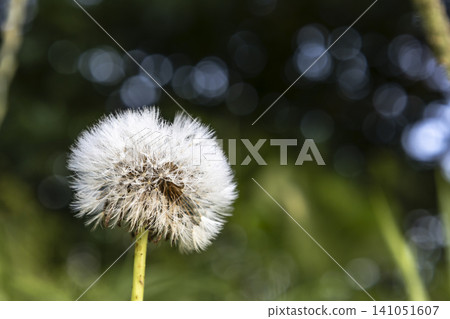 Close-up macro shot of a fluffy white dandelion seed head (blowball) in a meadow. Delicate, feathery pappus seeds ready to disperse in the wind, set against a soft, naturally blurred green background. Close-up macro shot of a fluffy white dandelion seed head (blowball) in a meadow. Delicate, feathery pappus seeds ready to disperse in the wind, set against a soft, naturally blurred green background. 141051607