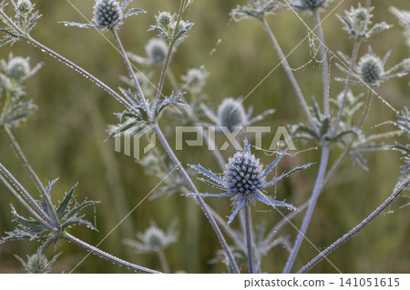 Macro shot of beautiful blue eryngo flowers in a summer meadow. The prickly plant is covered with fine morning dew drops, highlighting its unique botanical texture in a soft, natural outdoor setting. 141051615