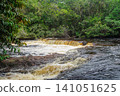 dark river with high level flows during rainy season in Presidente Figueiredo, Amazonas, Brazil. Amazon basin 141051625