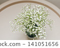 Gypsophila flowers arranged in a glass vase on a round table indoors 141051656