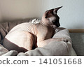 Sphynx cat relaxing in a cozy bed in soft natural light during the afternoon 141051668