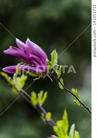 Blooming magnolia tree in the spring garden Blooming magnolia tree in the spring garden 141051732