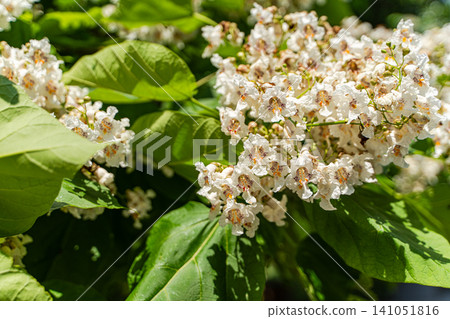 White blooming Catalpa tree in summer park White blooming Catalpa tree in summer park 141051816