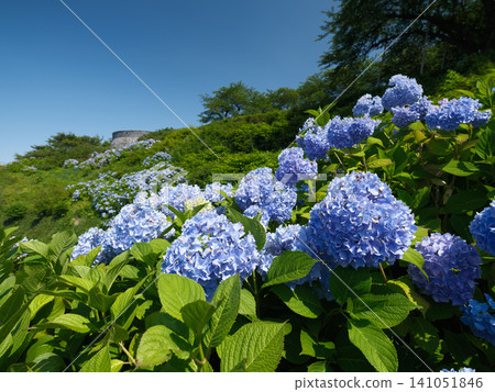 八戶市立花公園景色令人嘆為觀止:初夏晴朗的藍天,山坡上盛開的茂盛藍色繡球花。 八戶市立花公園景色令人嘆為觀止:初夏晴朗的藍天,山坡上盛開的茂盛藍色繡球花。 141051846