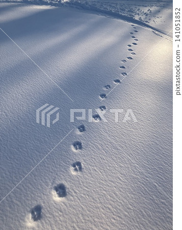 Whose footprints are these? Whose footprints are these? 141051852
