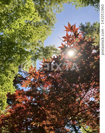 開始變色的楓葉 開始變色的楓葉 141051960
