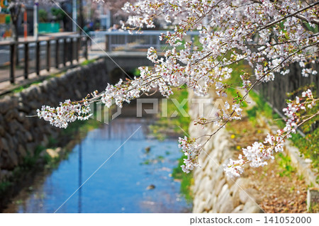 櫻花堤岸步道及週邊仙川地區 141052000