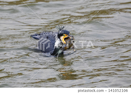 A cormorant catches a large prey. A cormorant catches a large prey. 141052106
