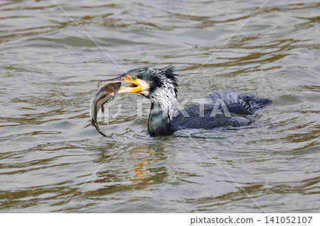 A cormorant catches a large prey. A cormorant catches a large prey. 141052107