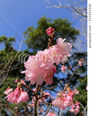 Yaezakura that shines in the blue sky Yaezakura that shines in the blue sky 141052180
