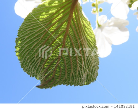 Veins of a Viburnum plicatum leaf viewed from the underside Veins of a Viburnum plicatum leaf viewed from the underside 141052191