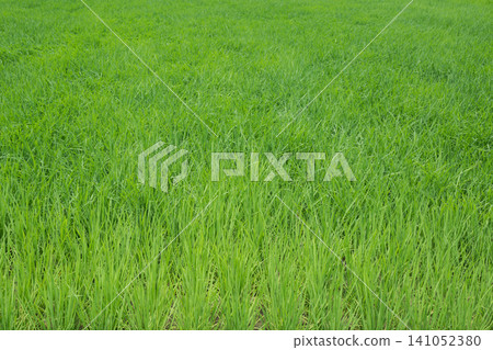 Lush rice Lush rice 141052380