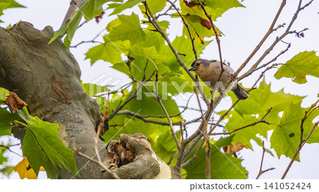 Madeira Chaffinch, Madeira, Portugal Madeira Chaffinch, Madeira, Portugal 141052424