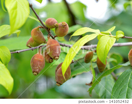Large, ripe wintersweet fruits Large, ripe wintersweet fruits 141052432