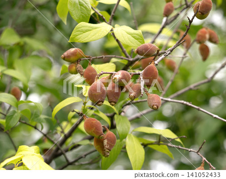 Large, ripe wintersweet fruits Large, ripe wintersweet fruits 141052433