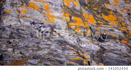 Barnacle Goose, Arctic Barnacle Goose, Arctic 141052450