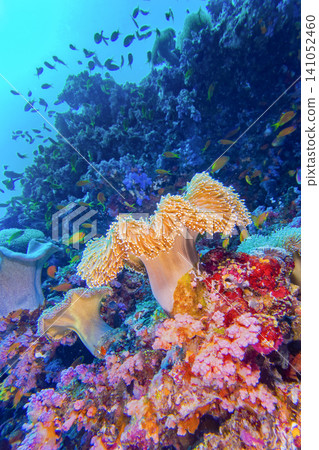 Green Toadstool Coral, North Ari Atoll, Maldives Green Toadstool Coral, North Ari Atoll, Maldives 141052460