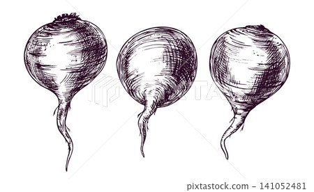 Beetroot sketches drawn with ink and pen in engraving style. Hand drawn vegetable icons for food menu or healthy diet design. Organic harvest illustration set on white background. 141052481