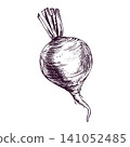 Beetroot drawn in hand-sketched ink style. Monochrome illustration of healthy vegetable for culinary design. Organic food ingredient isolated on white background. Etching art style. 141052485