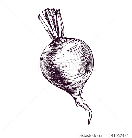 Beetroot drawn in hand-sketched ink style. Monochrome illustration of healthy vegetable for culinary design. Organic food ingredient isolated on white background. Etching art style. Beetroot drawn in hand-sketched ink style. Monochrome illustration of healthy vegetable for culinary design. Organic food ingredient isolated on white background. Etching art style. 141052485
