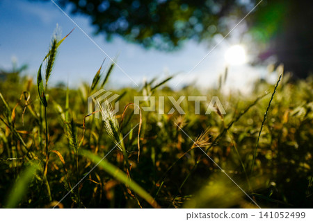 Sunlit Wild Grass Field with Beautiful Bokeh - Low Angle Nature Background Sunlit Wild Grass Field with Beautiful Bokeh - Low Angle Nature Background 141052499