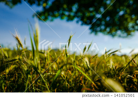 Sunlit Wild Grass Field with Beautiful Bokeh - Low Angle Nature Background Sunlit Wild Grass Field with Beautiful Bokeh - Low Angle Nature Background 141052501