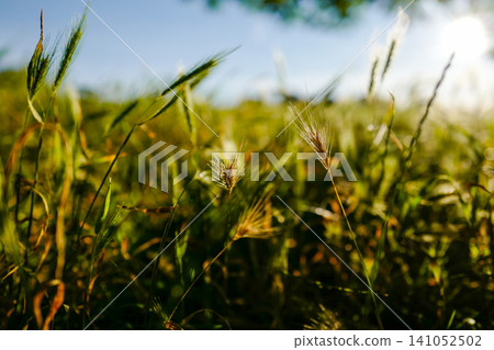 Sunlit Wild Grass Field with Beautiful Bokeh - Low Angle Nature Background Sunlit Wild Grass Field with Beautiful Bokeh - Low Angle Nature Background 141052502