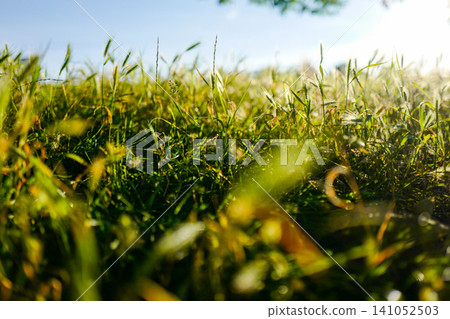 Sunlit Wild Grass Field with Beautiful Bokeh - Low Angle Nature Background 141052503