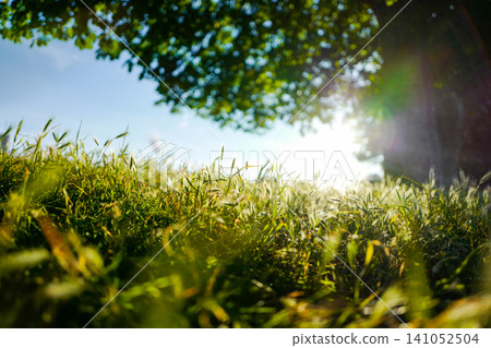 Sunlit Wild Grass Field with Beautiful Bokeh - Low Angle Nature Background Sunlit Wild Grass Field with Beautiful Bokeh - Low Angle Nature Background 141052504
