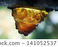 Sap 141052537