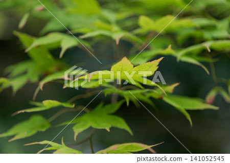 綠色的楓葉,鮮嫩的綠葉,楓樹,嫩葉,春天,初夏,綠色,自然,木瓜,日式風格,背景素材 綠色的楓葉,鮮嫩的綠葉,楓樹,嫩葉,春天,初夏,綠色,自然,木瓜,日式風格,背景素材 141052545