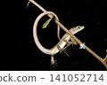 Cana snake 141052714