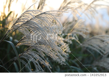 Kabuto-iwa Observatory (Aso City, Kumamoto Prefecture) - Sunset and pampas grass Kabuto-iwa Observatory (Aso City, Kumamoto Prefecture) - Sunset and pampas grass 141052913