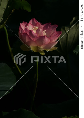 一朵粉紅色的蓮花從深色背景中綻放。一朵夢幻般的蓮花在晨光中美麗盛開。 141052920